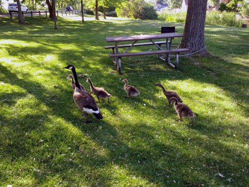 Goodwin Park geese