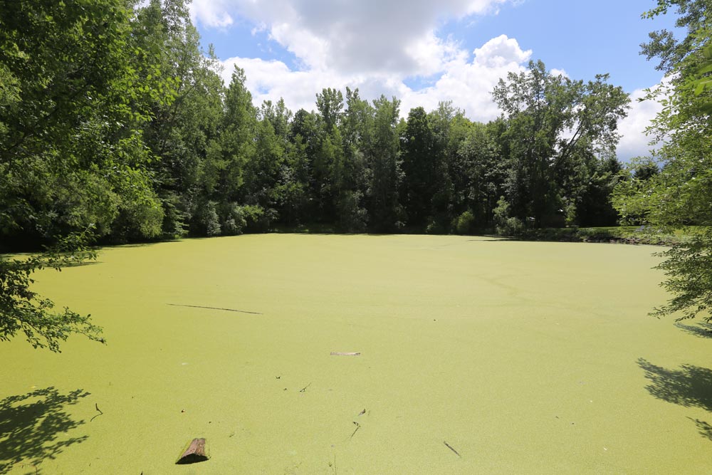 Rose Turner pond